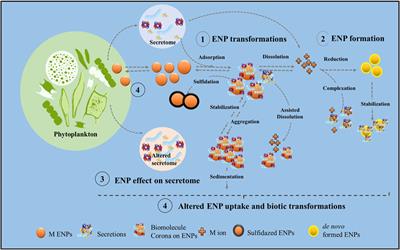 Unraveling the impact of phytoplankton secretions on the behavior of metal-containing engineered nanoparticles in aquatic environment